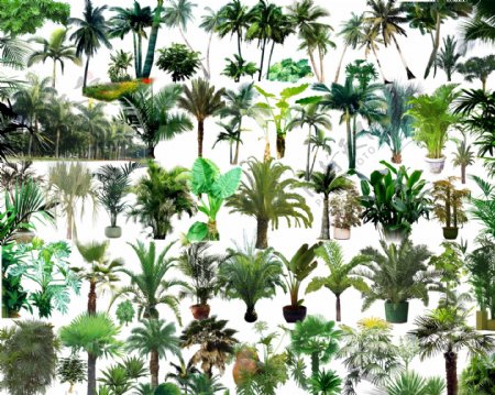 棕树椰树素材图片