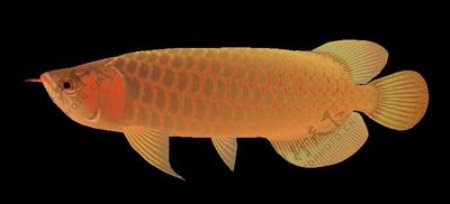 动物鱼类3d模型动植物模型免费下载动植物3d模型8
