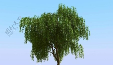 高精细杨柳树模型willow03