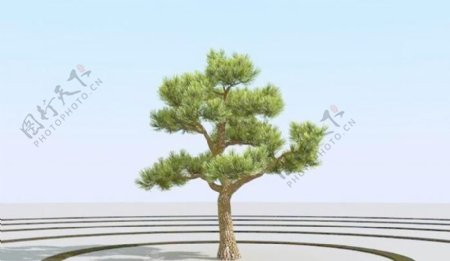 高精细杨松树bonsaipine01