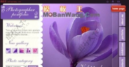 紫兰花主题FLASH个人模板