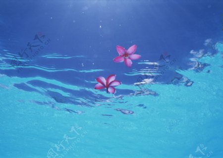 海水中的花图片