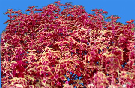 红紫苏草本类观叶植物素材
