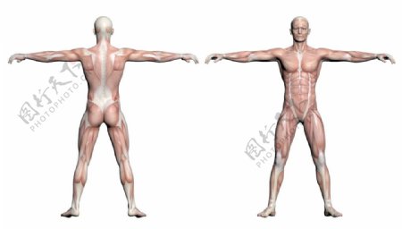 人体解剖学的男性的肌肉