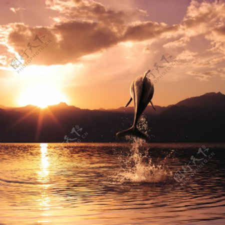 海面飞跃的海豚高清摄影图片