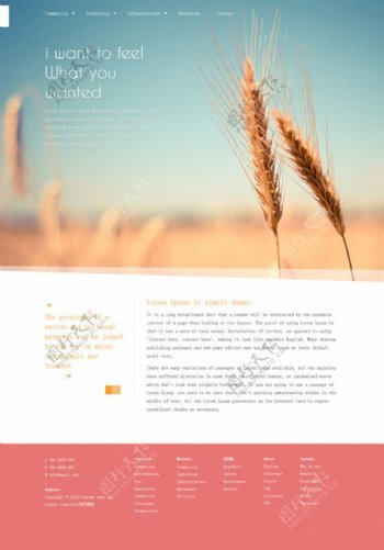 有机小麦农业网站模板
