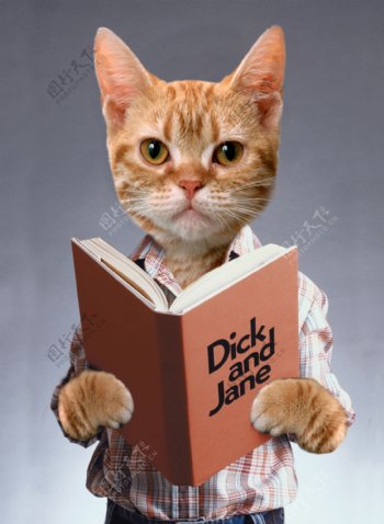 创意海报猫咪读书