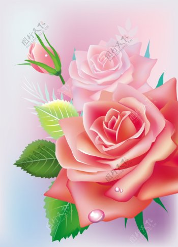 娇艳的玫瑰花背景矢量素材
