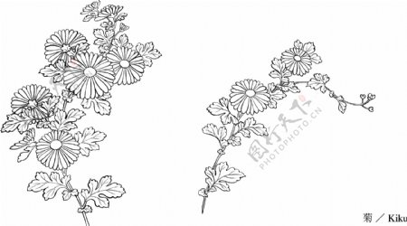 日本的植物花卉矢量素材31菊图