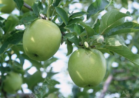 枝头青苹果采摘苹果新鲜苹果图片苹果素材
