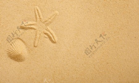 画在沙滩上的海洋生物图片
