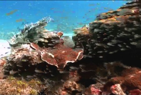 海底生物视频