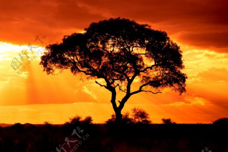 夕阳孤树图片