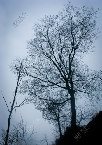 冬日的树图片