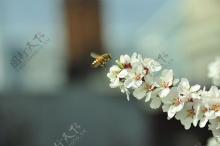 蜂恋蜜图片