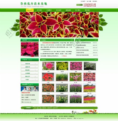 鲁燕花卉苗木图片
