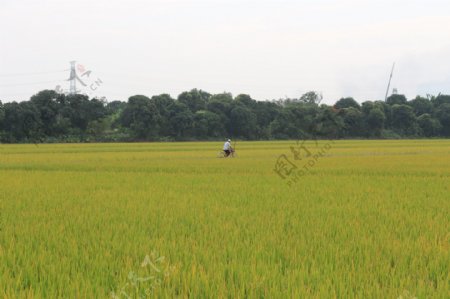 水稻田间图片
