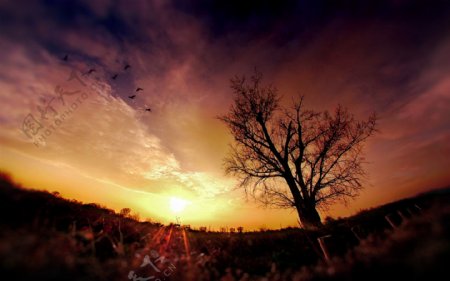 非洲草原夕阳光辉树木剪影天空飞鸟云层图片