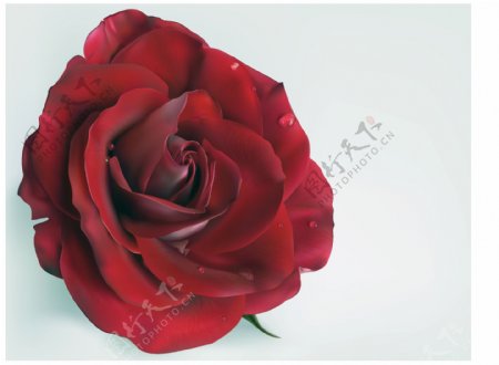 鲜艳欲滴的红玫瑰
