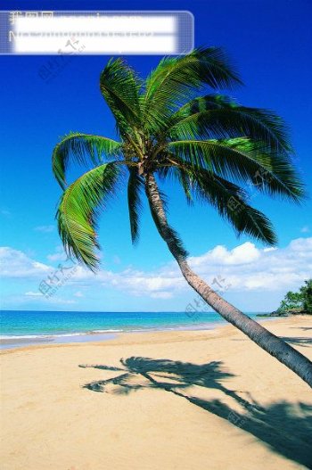 蓝天大海沙滩棷树