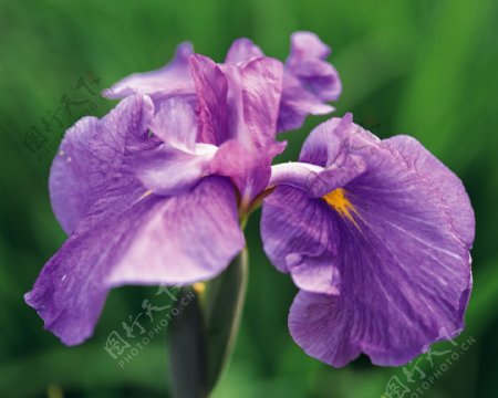 美丽紫花儿