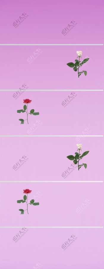 浅紫玫瑰图片