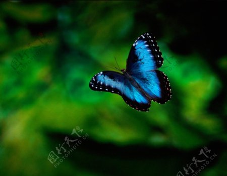 飞翔的黑蓝色小蝴蝶