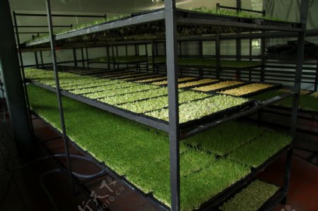 豆芽培育室图片