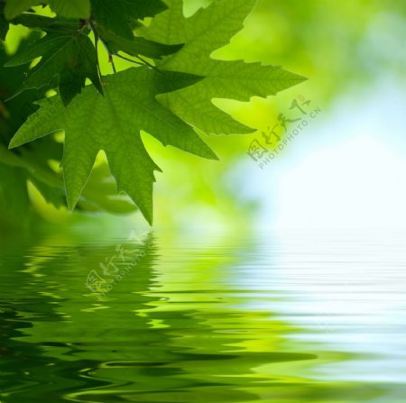 水上绿叶