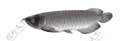 金龙鱼银龙鱼图片