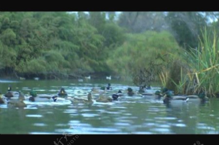 鸭子溪水视频素材