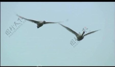 天鹅飞翔视频素材图片