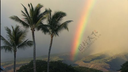 毛伊岛的棕榈树和生动的彩虹股份的录像视频免费下载