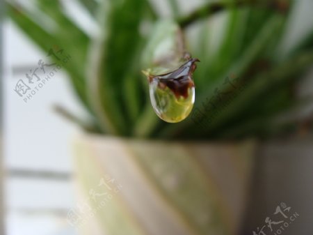 芦荟水滴水珠图片