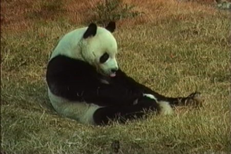 北京动物园的熊猫股票视频视频免费下载