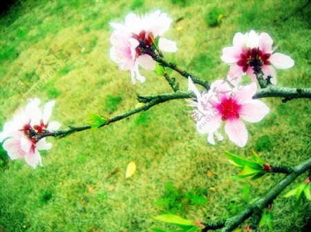 春季桃花开图片