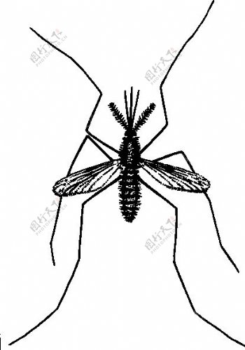 蚊子的剪辑艺术
