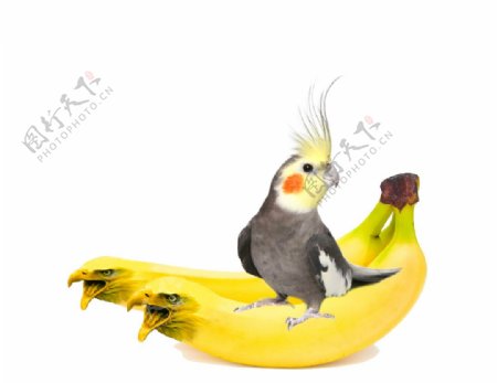 鹰头香蕉