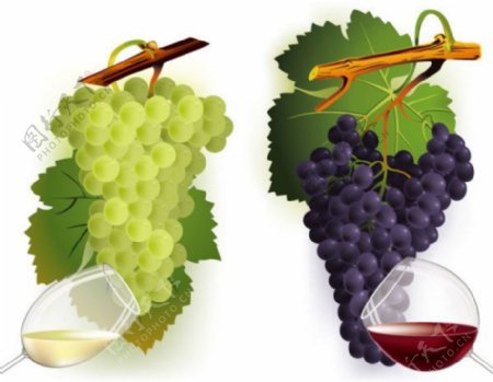 葡萄与葡萄酒矢量素材红白