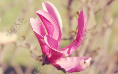 位图植物图案写实花卉花朵鸢尾花免费素材