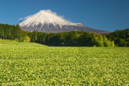 富士山下的树木与茶园摄影高清图片