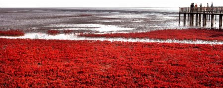迷人的红海滩湿地图片