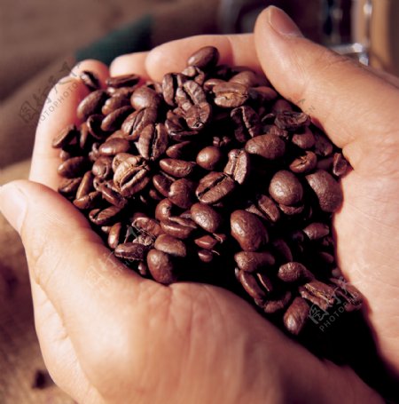 手捧咖啡豆甄别咖啡豆质量