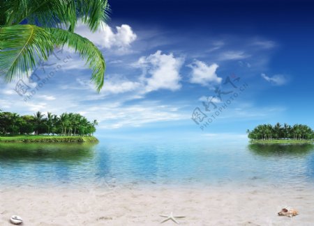高清海滩椰树风景