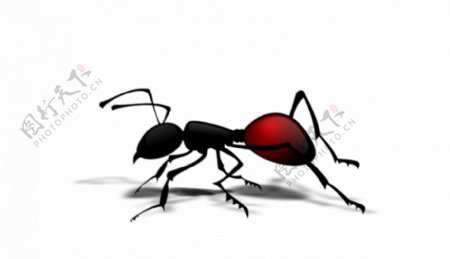 蚂蚁矢量图像