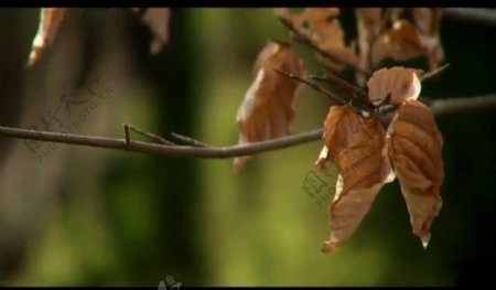 秋天树叶枯萎视频素材图片