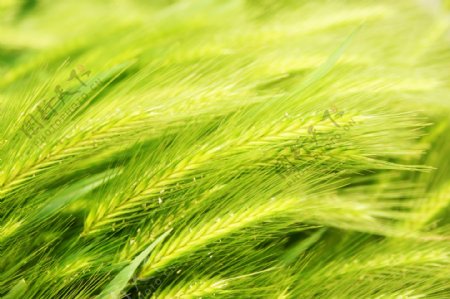 绿色小麦在粮食领域