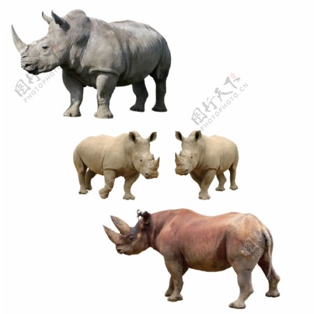犀牛动物分层PSD文件图片素材