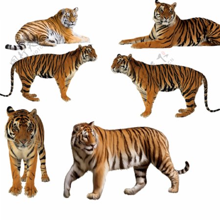 老虎动物素材图片分层PSD文件