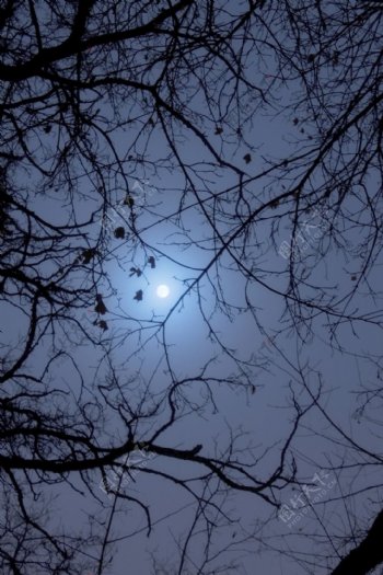 树枝在月圆之夜